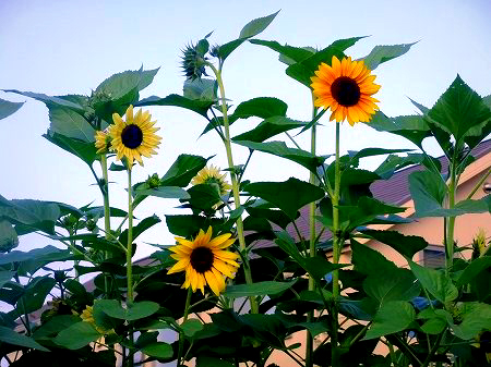 c0097558_231052100.jpg