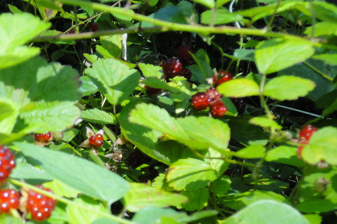 e0024081_19361869.jpg