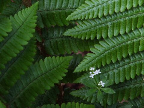 a0043982_15594023.jpg