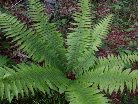 a0043982_15594996.jpg