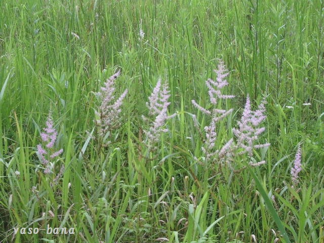 e0025300_10515295.jpg