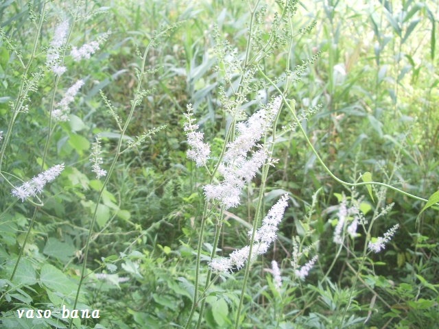 e0025300_10542412.jpg