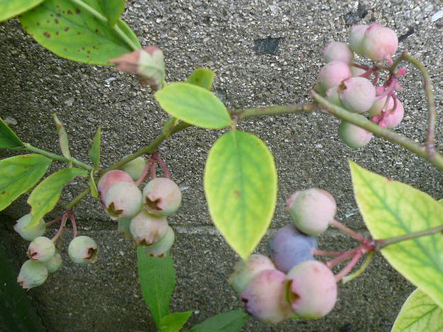 e0026017_11134094.jpg