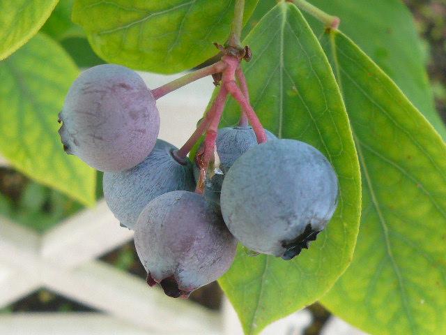 e0026017_11153598.jpg