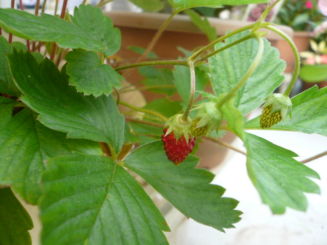 e0026017_11172487.jpg