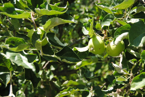 e0203331_7154035.jpg