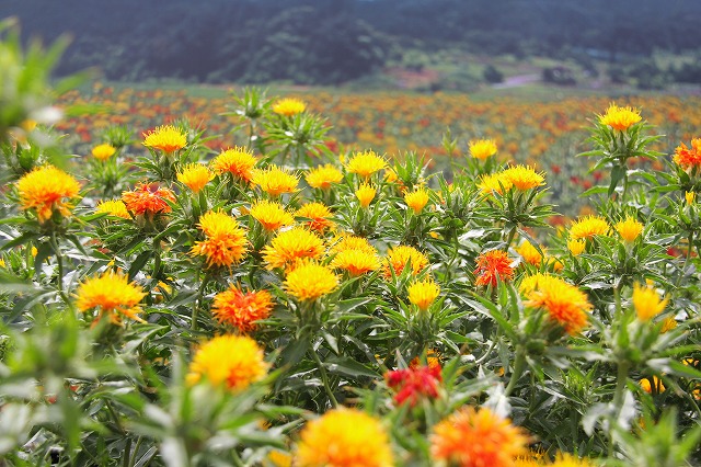 c0229539_10274537.jpg