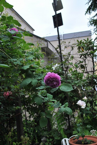 e0159050_0415260.jpg