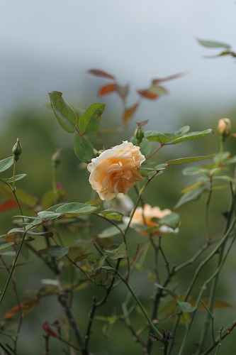 c0186463_1922171.jpg