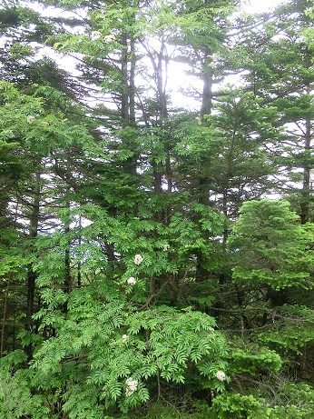 b0178466_15202718.jpg