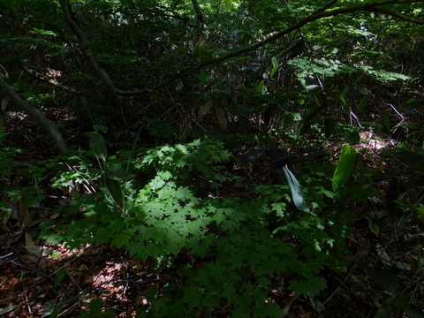 a0043982_16214576.jpg
