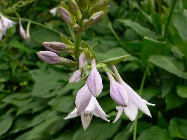 b0042882_0425580.jpg