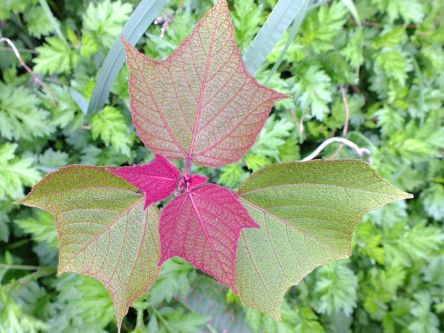 e0145782_19183230.jpg