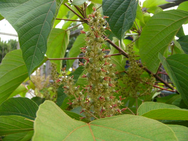 e0145782_1922934.jpg