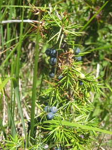 b0110999_464929.jpg
