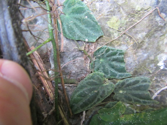 d0187020_10414130.jpg