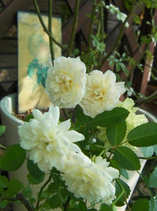 c0204121_8521711.jpg