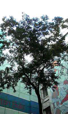 e0107030_1875516.jpg