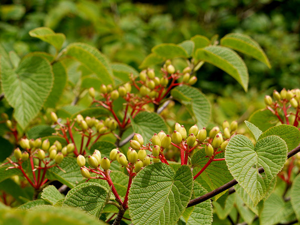 c0081645_22431424.jpg