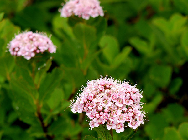 c0081645_22453613.jpg