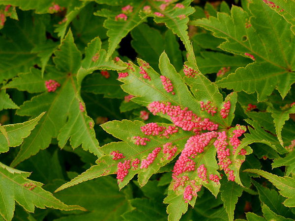 c0081645_22462182.jpg