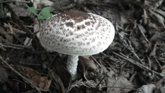c0042847_17364956.jpg