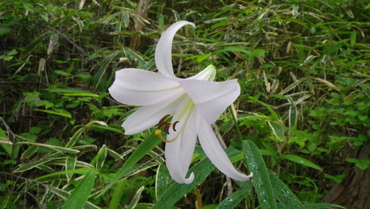 c0042847_17462051.jpg