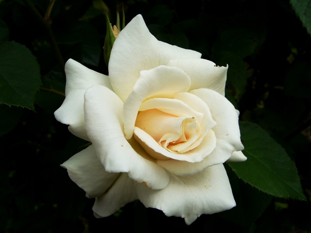 f0079085_2149154.jpg