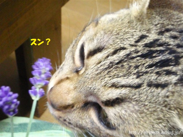 a0159490_13294241.jpg