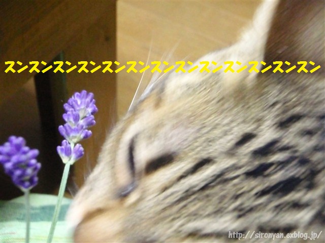 a0159490_13294420.jpg