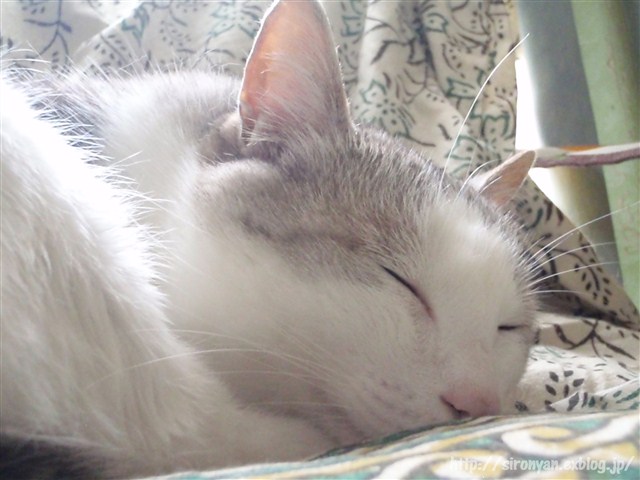 a0159490_16193167.jpg