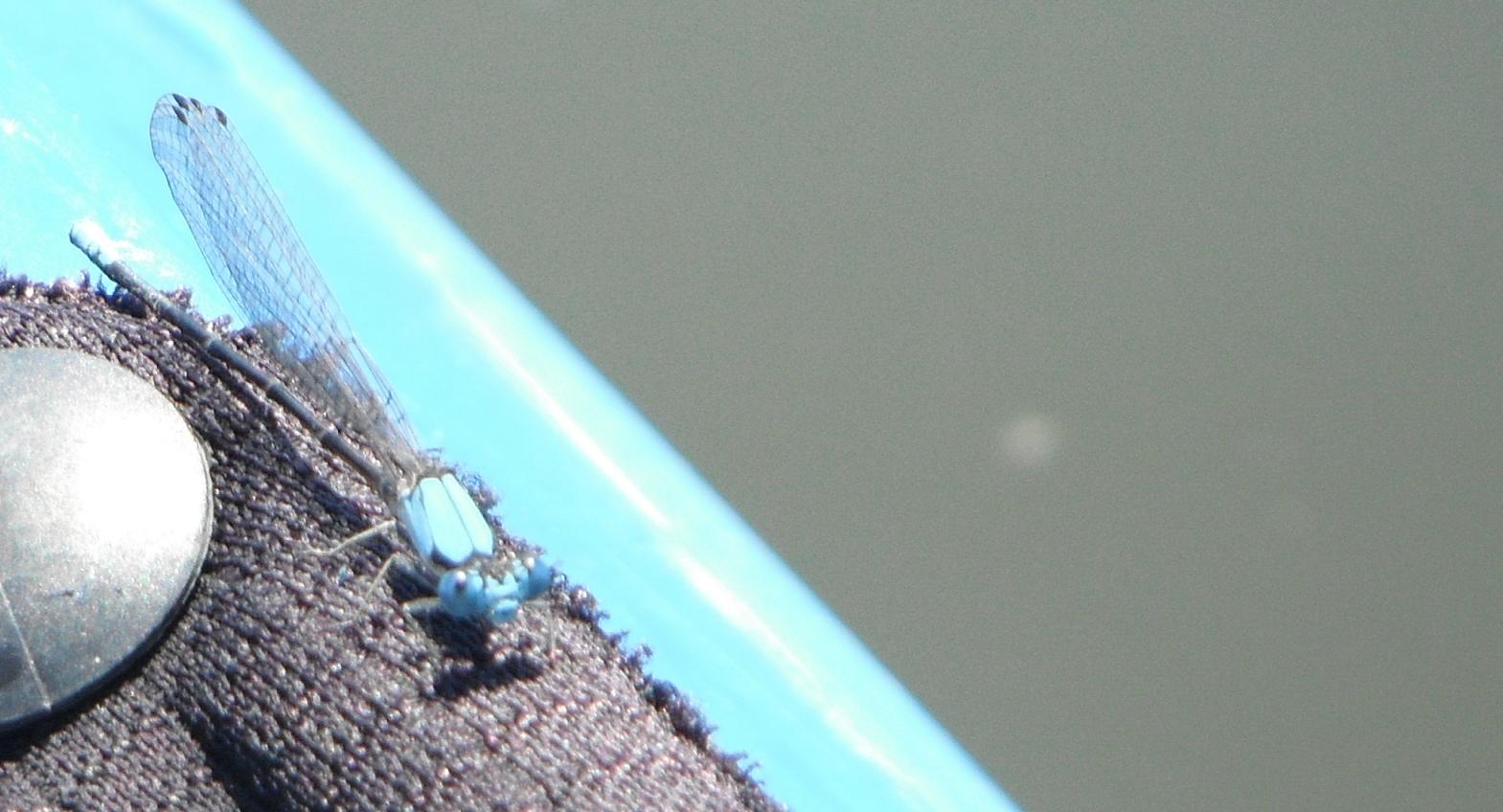 e0161692_0503797.jpg