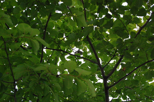 a0112812_022426.jpg