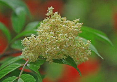 c0104227_1553531.jpg