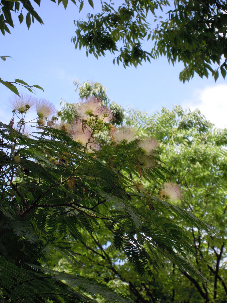 e0081334_1275250.jpg