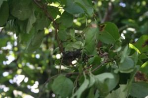 e0159349_1835140.jpg