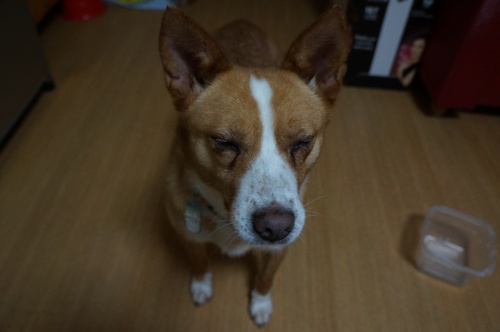 f0087256_21181544.jpg