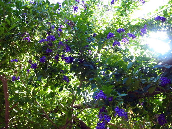 c0048265_20283565.jpg
