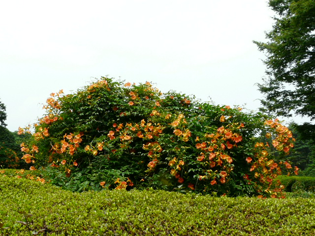 e0145782_15514158.jpg