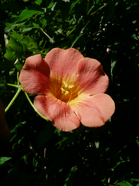 e0145782_15564049.jpg