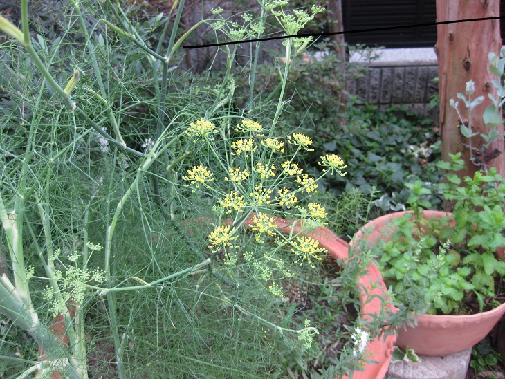 f0179209_10194630.jpg