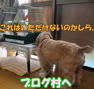 にほんブログ村 犬ブログ アメリカンコッカースパニエルへ