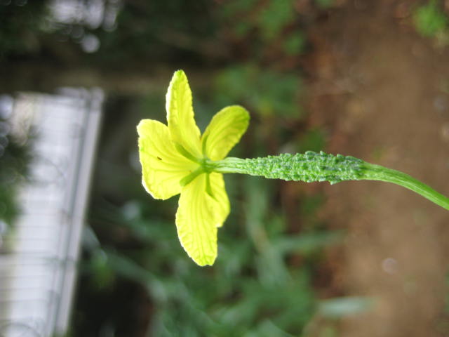 e0166032_8511719.jpg