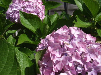 f0039281_20525988.jpg
