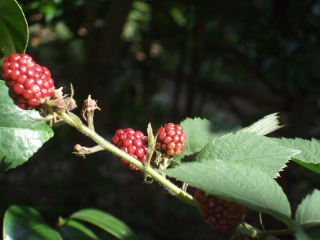f0039281_20542324.jpg