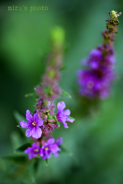 c0037519_12291344.jpg