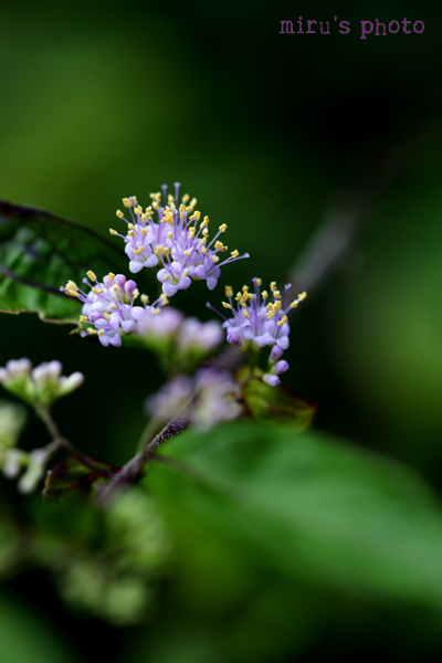 c0037519_12294761.jpg