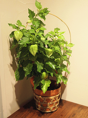 c0103119_1134019.gif