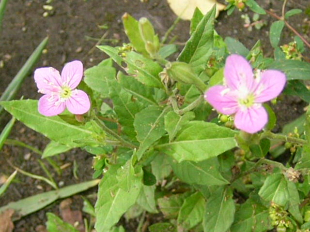 e0145782_1932223.jpg