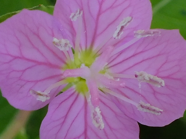 e0145782_1934724.jpg